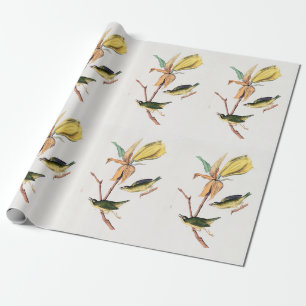 Kentucky Fly-catching Warbler Birds Illustration Wrapping Paper