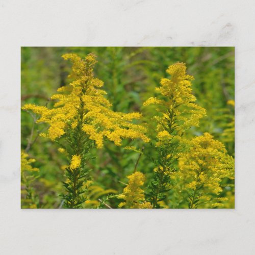 Kentucky Goldenrod Postcard