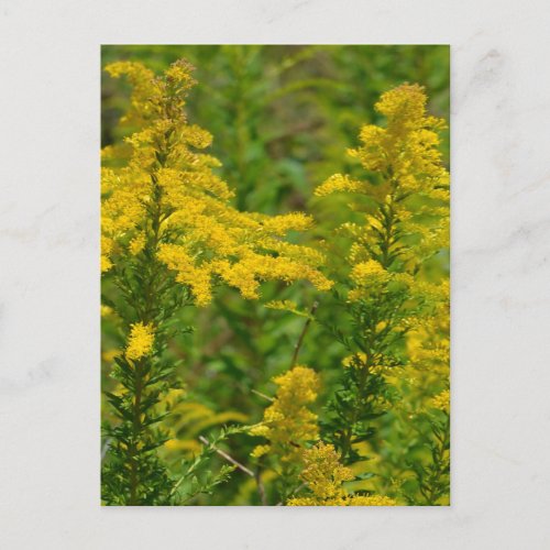 Kentucky Goldenrod Postcard