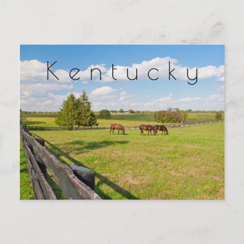 Kentucky Postcard horses at horse farm Postcard