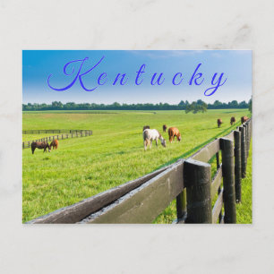 Kentucky Postcard. Horses at horse farm. Postcard