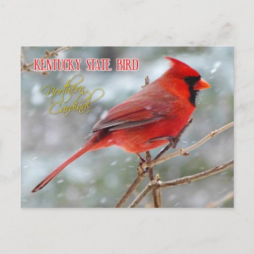 Kentucky State Bird _ Northern Cardinal Postcard