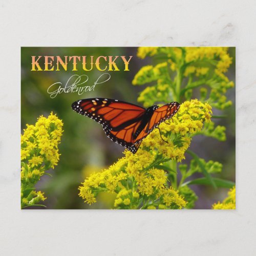 Kentucky State Flower Goldenrod Postcard