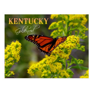 Kentucky Postcards - No Minimum Quantity  Zazzle