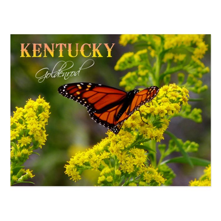 Kentucky State Flower Goldenrod Postcard