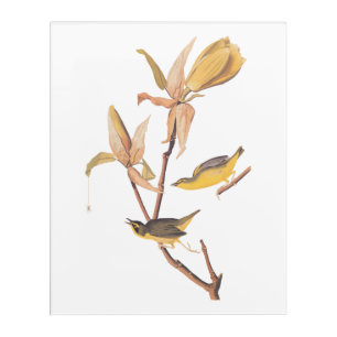 Kentucky Warbler Audubon Birds and Magnolia Flower Acrylic Print