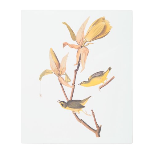 Kentucky Warbler Audubon Birds and Magnolia Flower Metal Print
