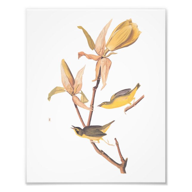 Kentucky Warbler Audubon Birds and Magnolia Flower Photo Print (Front)