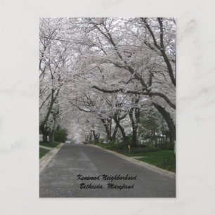 Kenwood Neighborhood, Bethesda, Maryland Postcard