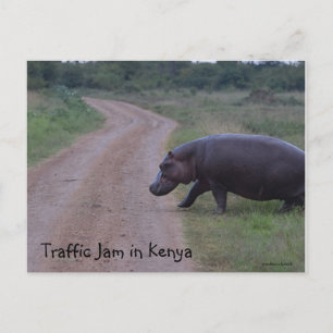 Kenya Africa Traffic Jam Hippo Postcard