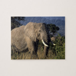 Kenya: Amboseli, male African elephant Jigsaw Puzzle