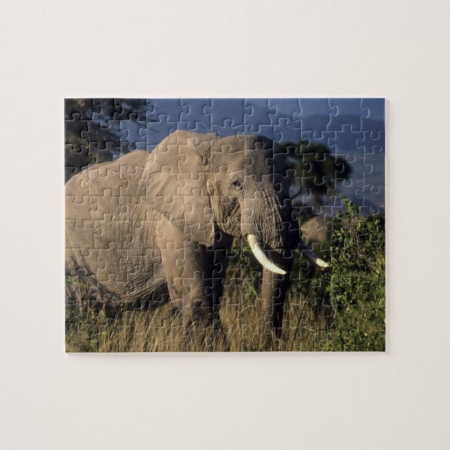 Kenya: Amboseli, male African elephant Jigsaw Puzzle (Horizontal)