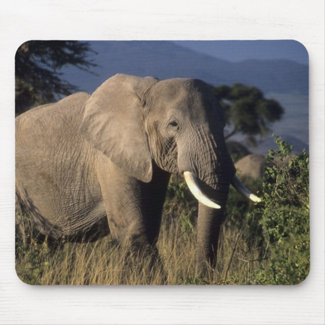 Kenya: Amboseli, male African elephant Mouse Pad (Front)