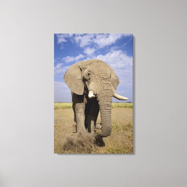 Kenya: Amboseli National Park, male elephant Canvas Print (Front)