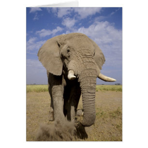 Kenya: Amboseli National Park, male elephant Cards