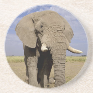 Kenya: Amboseli National Park, male elephant Drink Coaster