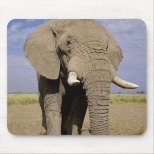 Kenya: Amboseli National Park, male elephant Mouse Pad