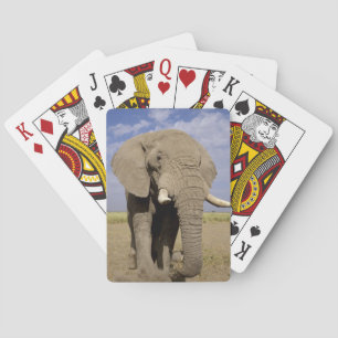 Kenya: Amboseli National Park, male elephant Poker Cards