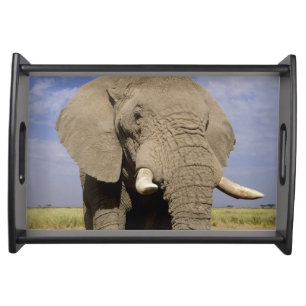 Kenya: Amboseli National Park, male elephant Serving Tray