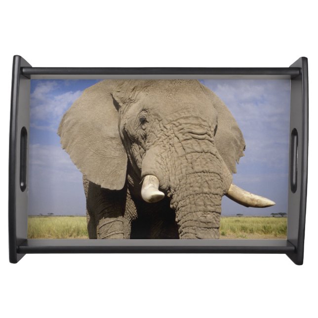 Kenya: Amboseli National Park, male elephant Serving Tray (Front)