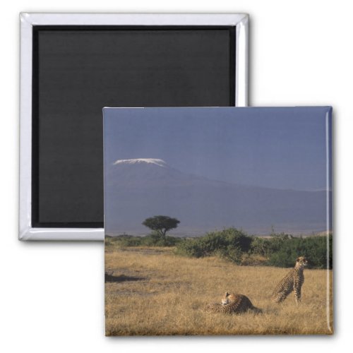Kenya Amboseli two cheetahs Acinonyx Magnet