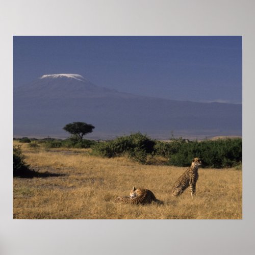Kenya Amboseli two cheetahs Acinonyx Poster