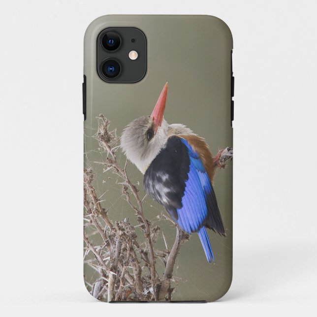 Kenya. Close-up of gray-headed kingfisher Case-Mate iPhone Case (Back)