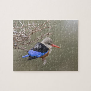 Kenya. Close-up of gray-headed kingfisher Jigsaw Puzzle