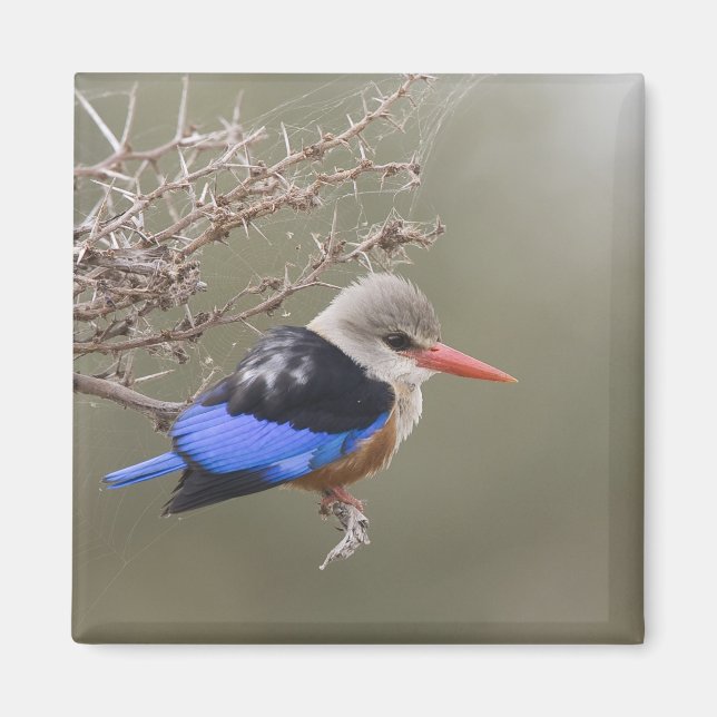 Kenya. Close-up of gray-headed kingfisher Magnet (Front)