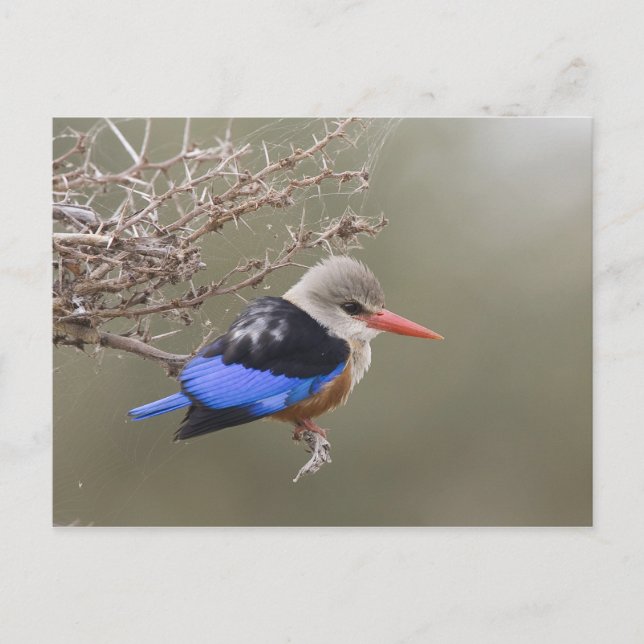 Kenya. Close-up of gray-headed kingfisher Postcard (Front)