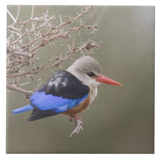 Kenya. Close-up of gray-headed kingfisher Tile (Front)