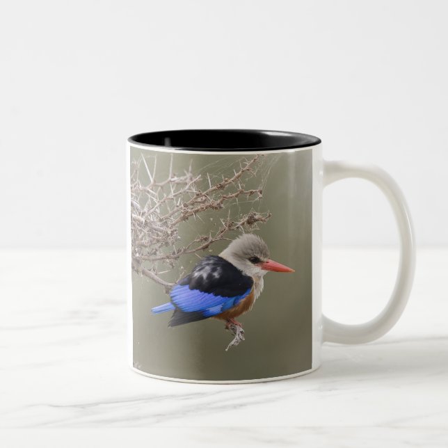 Kenya. Close-up of gray-headed kingfisher Two-Tone Coffee Mug (Right)