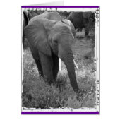 Kenya Elephant - Black & White (Front)