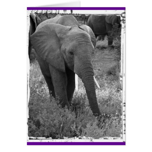 Kenya Elephant - Black & White (Front)