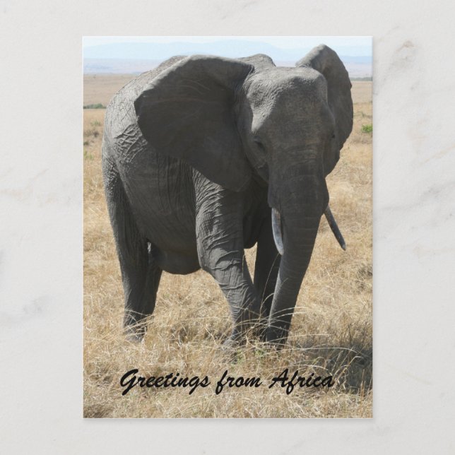 kenya elephant greetings postcard (Front)