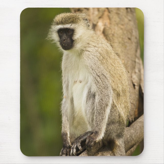 Kenya, Lake Nakuru National Park. Vervet Mouse Pad (Front)