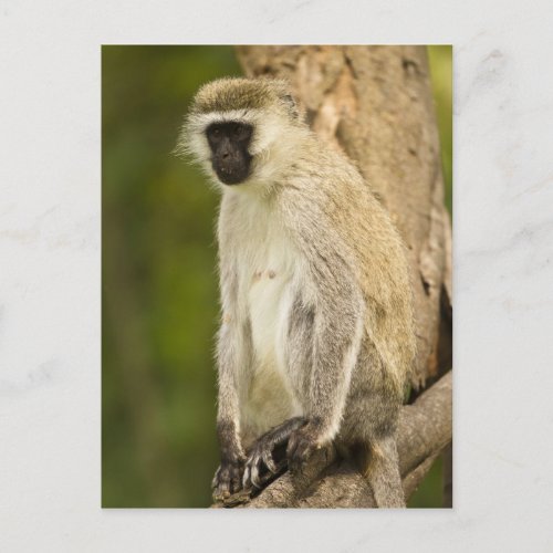 Kenya Lake Nakuru National Park Vervet Postcard