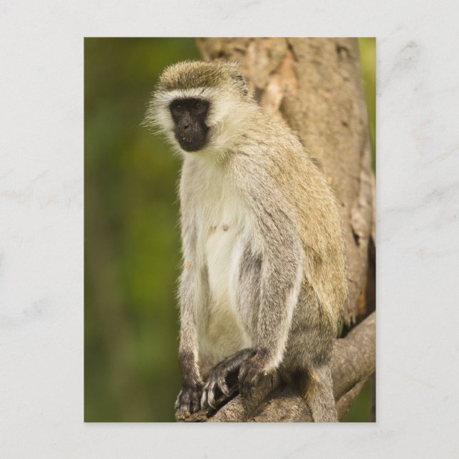 Kenya, Lake Nakuru National Park. Vervet Postcard (Front)