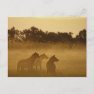 Kenya: Lake Turkana National Park spotted hyaenas Postcard