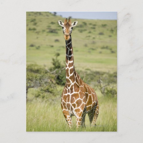 Kenya Lewa Conservancy Masai Giraffe standing Postcard