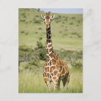 Kenya  Lewa Conservancy  Masai Giraffe Standing Postcard by prophoto at Zazzle