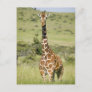 Kenya, Lewa Conservancy, Masai Giraffe standing Postcard