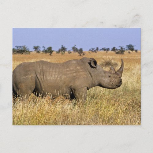 Kenya Lewa Wildlife Conservancy white Postcard