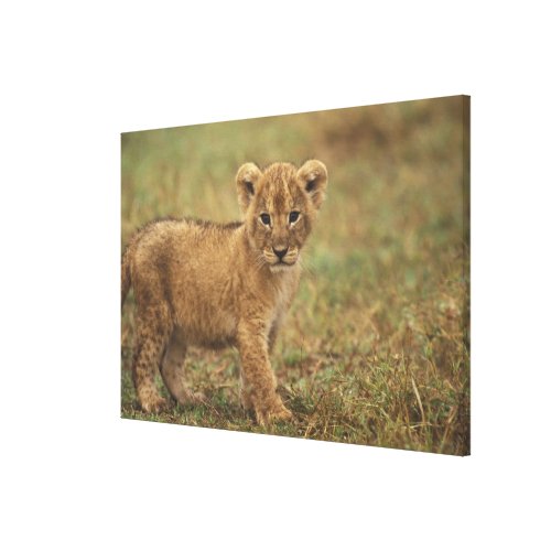 Kenya Lion Cub Panthera Leo Canvas Print