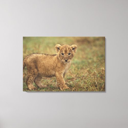 Kenya Lion Cub Panthera Leo Canvas Print