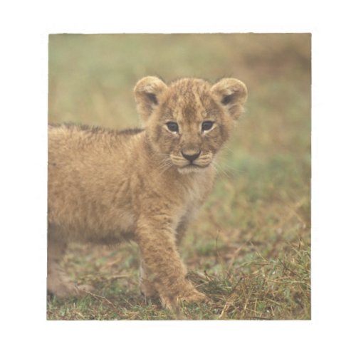 Kenya Lion Cub Panthera Leo Notepad
