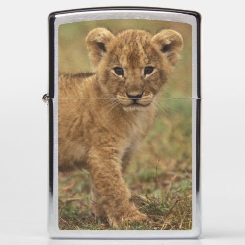 Kenya Lion Cub Panthera Leo Zippo Lighter