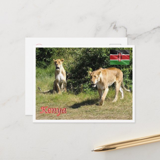 Kenya - Lionesses - Postcard (Front/Back In Situ)