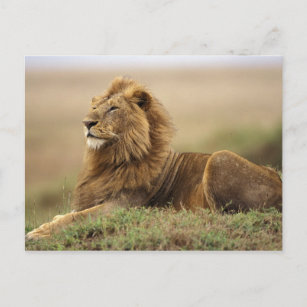 Kenya, Masai Mara. Adult male lion on termite Postcard