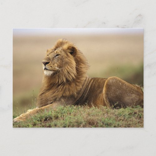 Kenya, Masai Mara. Adult male lion on termite Postcard Kenya Masai Mara Adult male lion on termite Postcard
